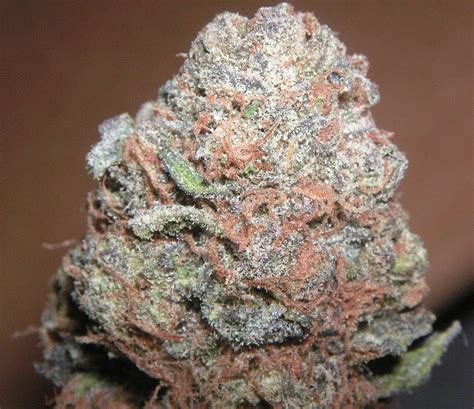 prada kush|kush cannabis craze.